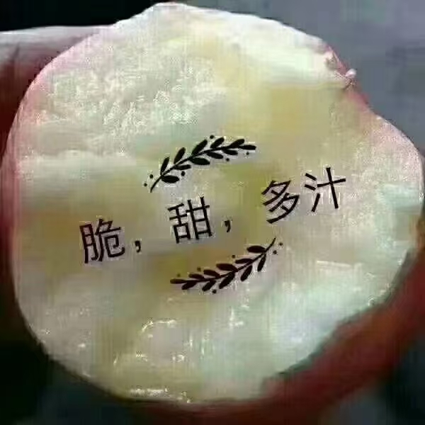  黄土高原红富士苹果