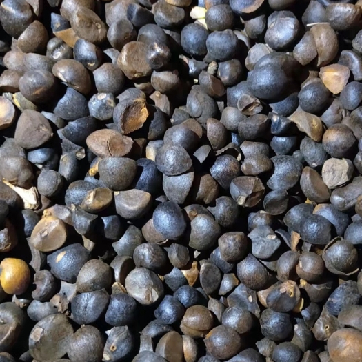 岳阳县茶叶籽  油茶籽