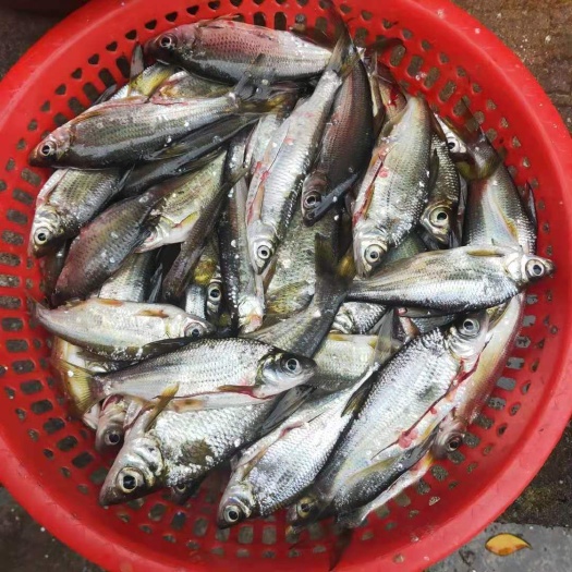 白鳞鱼 大眼鱼，冰鲜，冰冻，