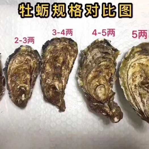 乳山市三倍体生蚝  乳山三倍体2.5+规格，