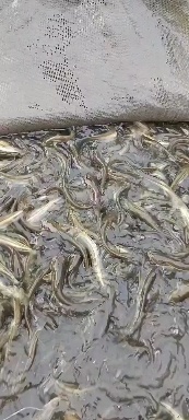 大口鲶鱼  本地水库鲶鱼，花白鲢鱼