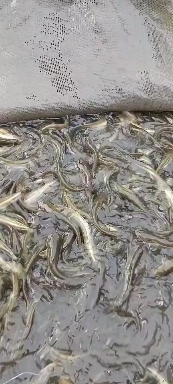 嵩明县大口鲶鱼  本地水库鲶鱼，花白鲢鱼
