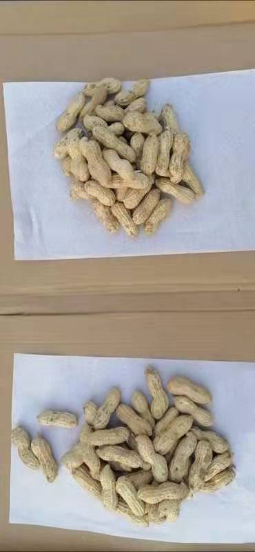 五莲县炒花生 炒鲁花九号花生皮果