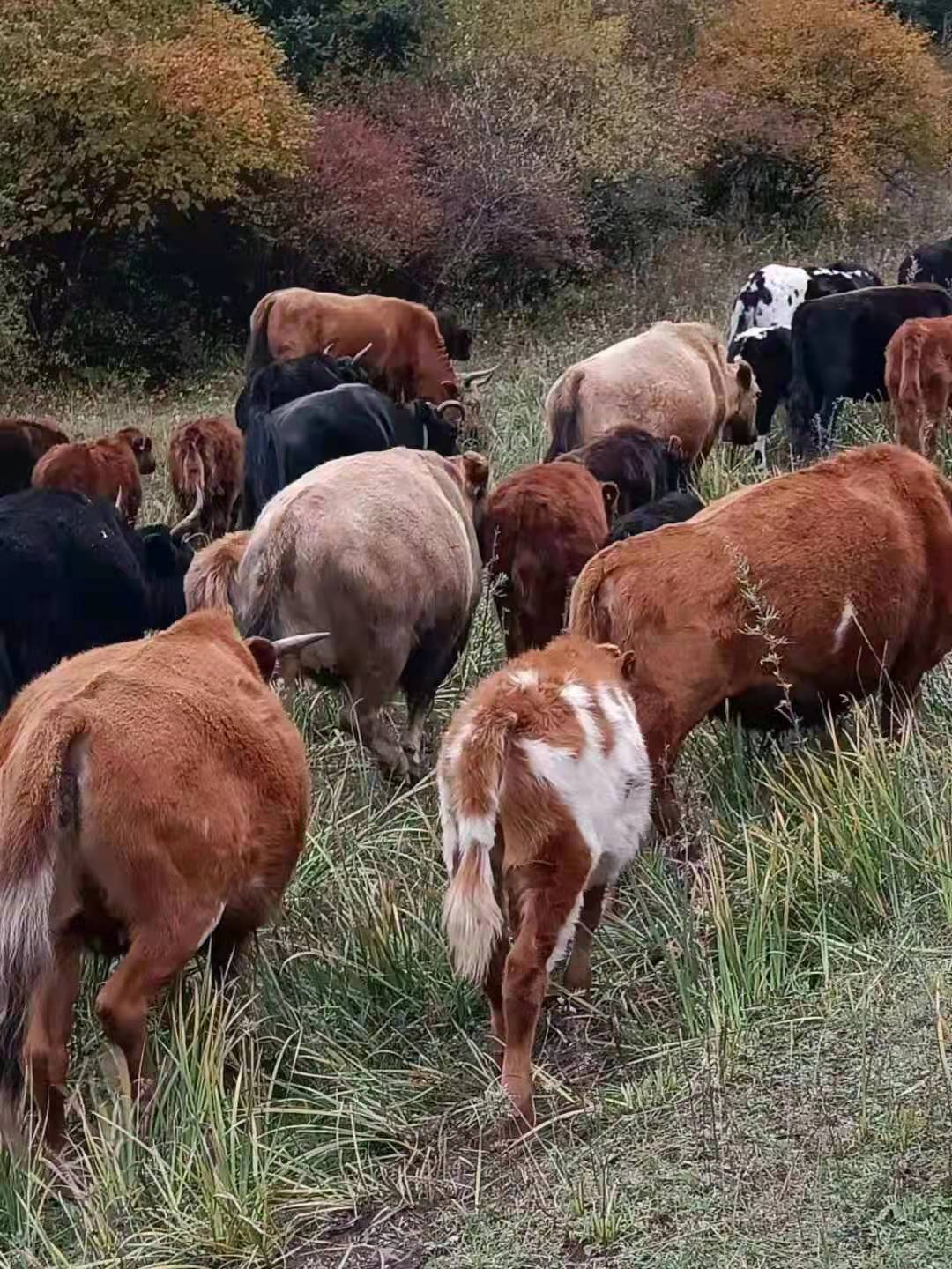 黄牛 改良小牛犊