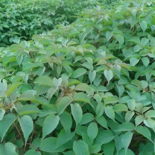 九江 重阳木小苗 又名三叶树 重阳木批发 1-5公分重阳木价格
