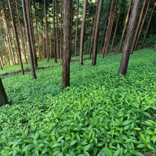 恭城县黄花倒水莲种苗  黄花倒水莲 种苗 种子黄花参 倒吊黄 观音串种苗大量供应