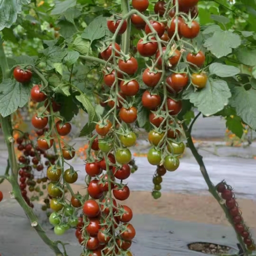寿光市小番茄苗 咖啡色小西红柿苗 圣女果苗 欢迎采摘园定植