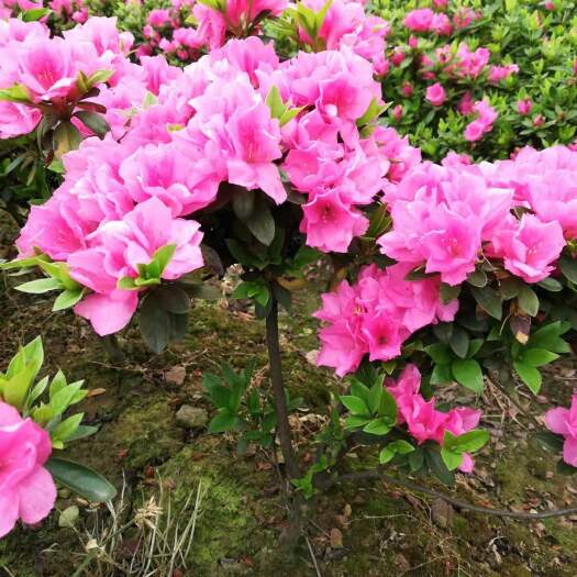 长沙冠中王  供应红叶石楠、金森女贞、红花继木、毛鹃、茶梅