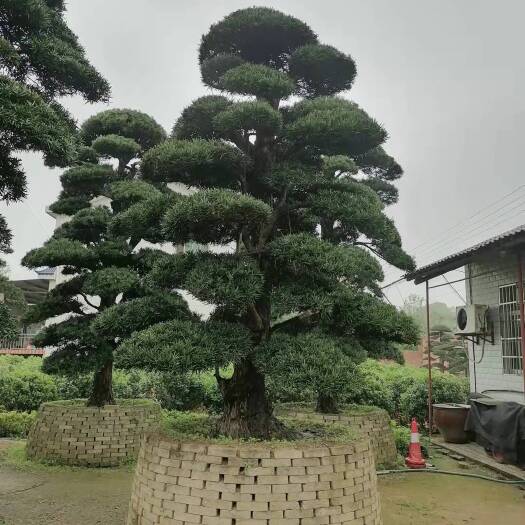 长沙供应各种规格罗汉松.云片造型罗汉松、多层造型罗汉松
