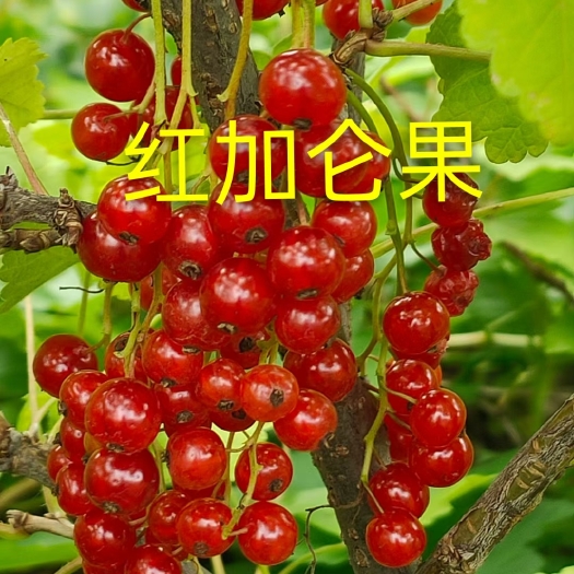 黑加仑苗  红加仑苗红灯笼果苗