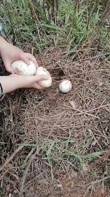 内江土鹅蛋、散养除草鹅、鹅蛋。
