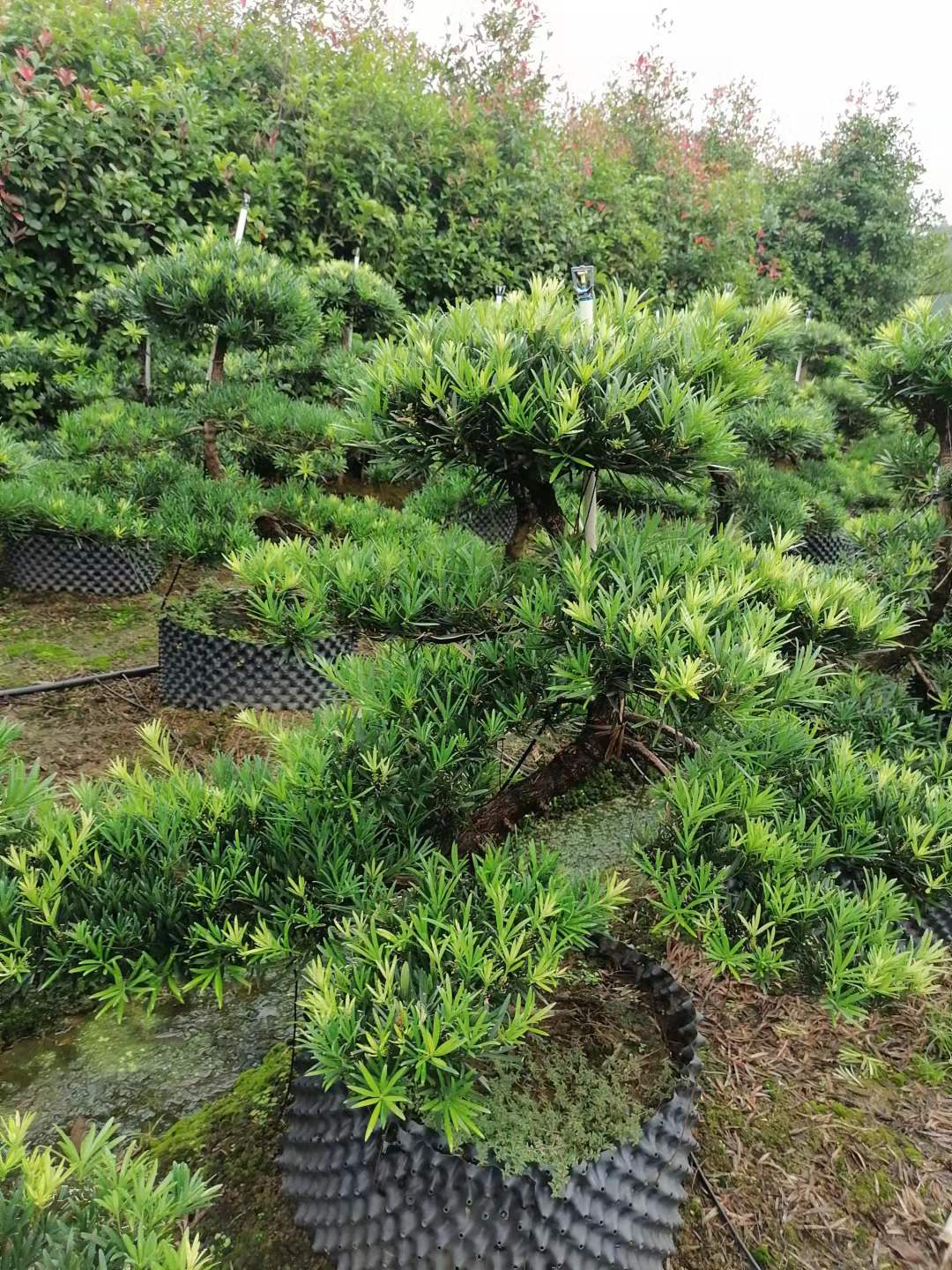 长期供应造型罗汉松，罗汉松桩子，造型景观树