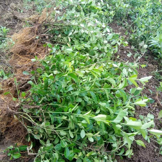 沭阳县 小叶扶芳藤苗