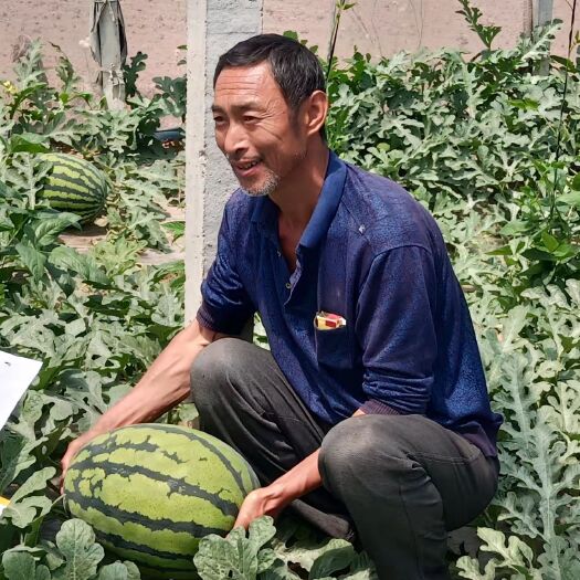 景县甜王西瓜种子  富研华蜜甜王 抗病性强 汁多味美 外形美观 皮薄坚韧 耐运输