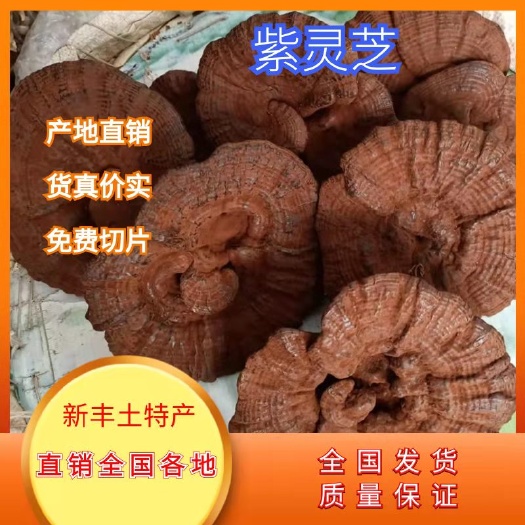 新丰县紫灵芝  广东林下孢子粉灵芝 免费切片 产地直销