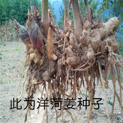 房县阳荷种苗  种苗洋荷种根种苗满10斤快递包邮大根红种根种