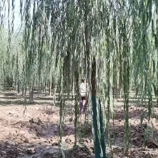 济南嫁接垂柳苗圃定植