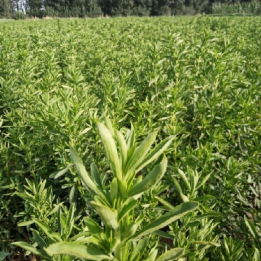 甘肃酒泉甜叶菊种植生产基地，我地产的货颜色绿，含量高，水份低