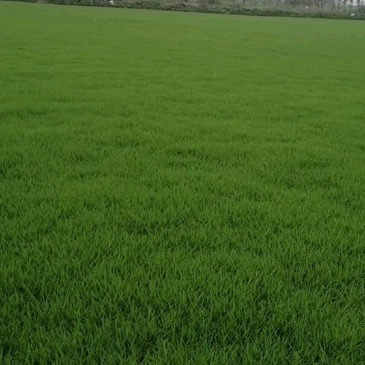 德阳马尼拉草皮 精品马尼拉草卷