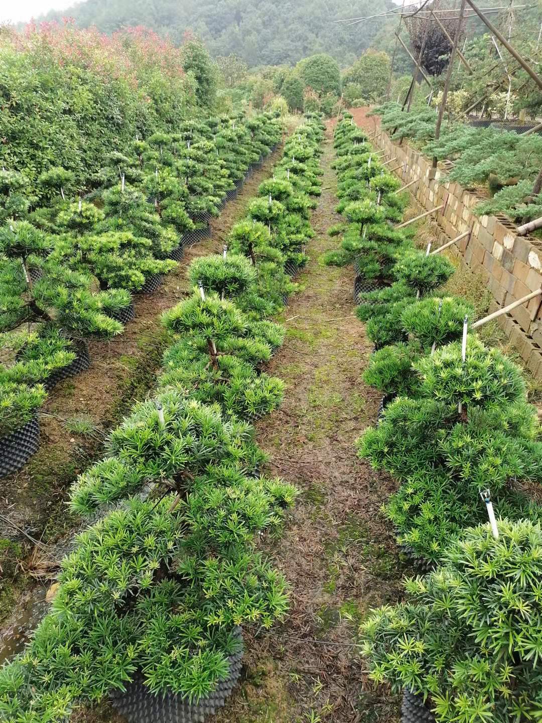 长期供应造型罗汉松，罗汉松桩子，造型景观树