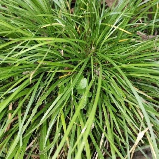 通江县石菖蒲苗  石菖蒲种苗