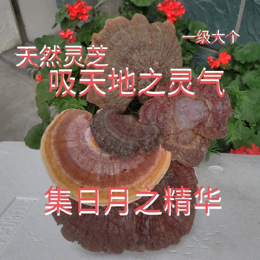 宜昌灵芝来自原始森林