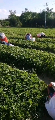 兴安县法兰地草莓苗 地栽苗 脱毒苗 