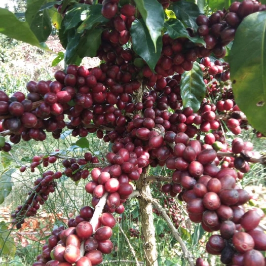思茅咖啡豆 5年树咖啡鲜果干豆都有