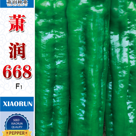 萧县泡椒种子  大果668辣椒种子 早熟牛角椒种子