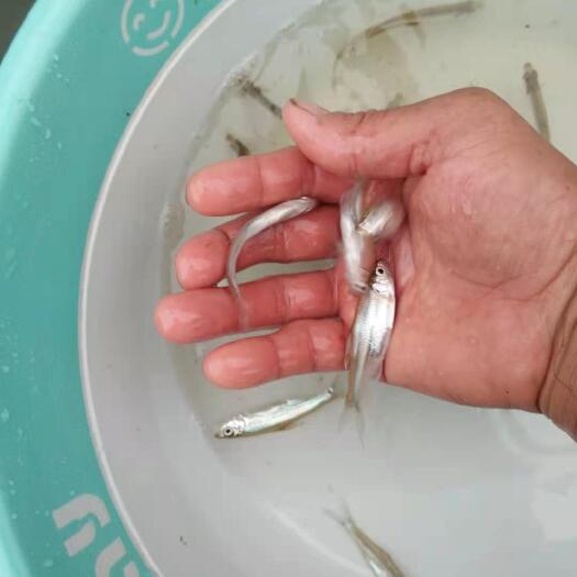 眉山翘嘴鲌鱼苗  翘嘴白鱼苗  淡水白鱼、水产/翘嘴鲌鱼(壳)