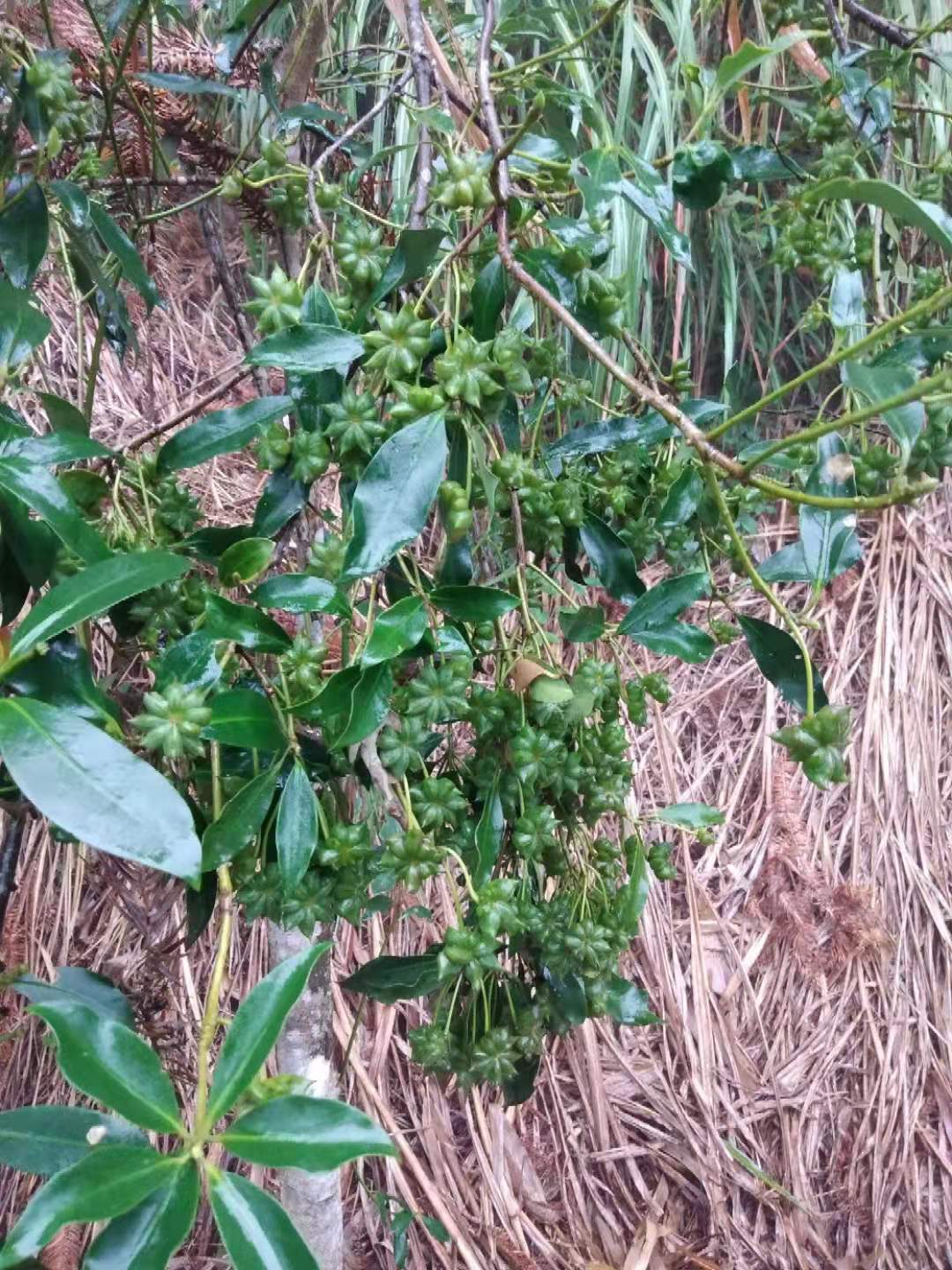 八角树  大红罗马品种二年苗，网红爆款
矮化，量多，易采摘