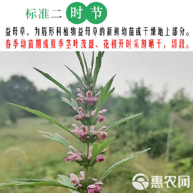 益母草中药材干批发泡水喝催姨妈月经泡茶调理泡脚包益母草茶汤