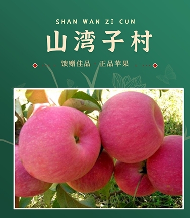 喀左县寒富苹果  寒富士苹果
