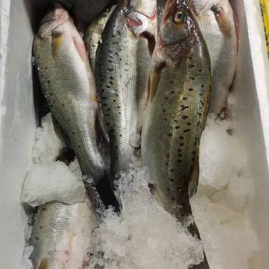 大连鲈鱼