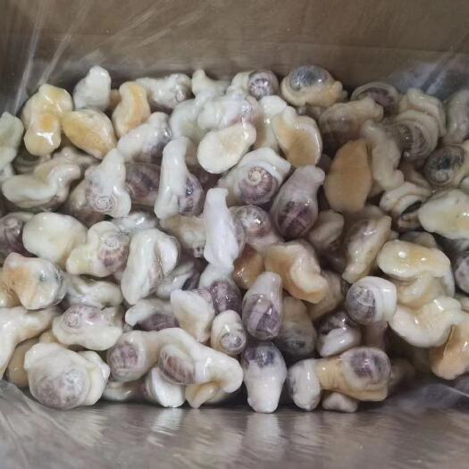 成都 珍珠鲍螺8斤