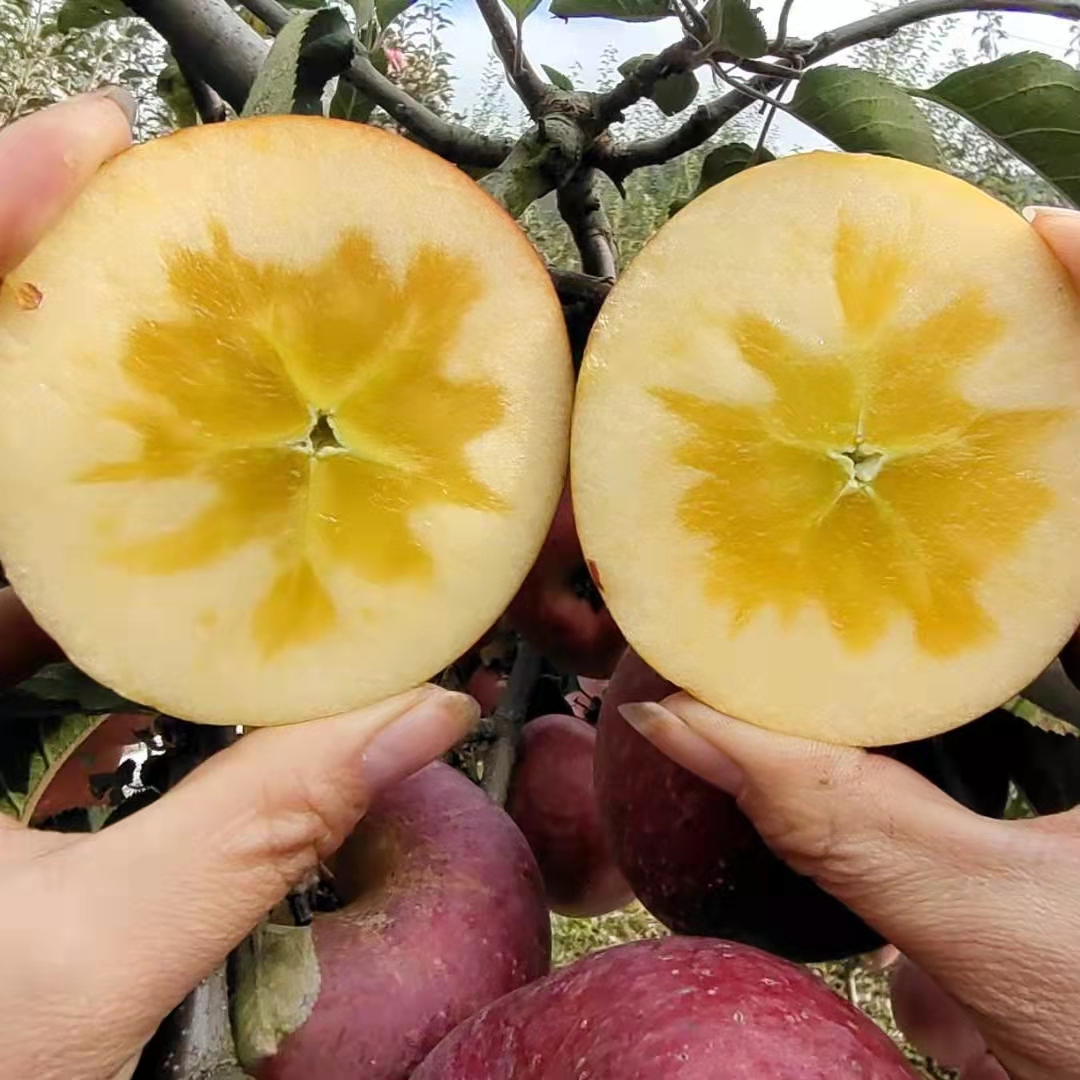 中秋王苹果 昭通糖心苹果