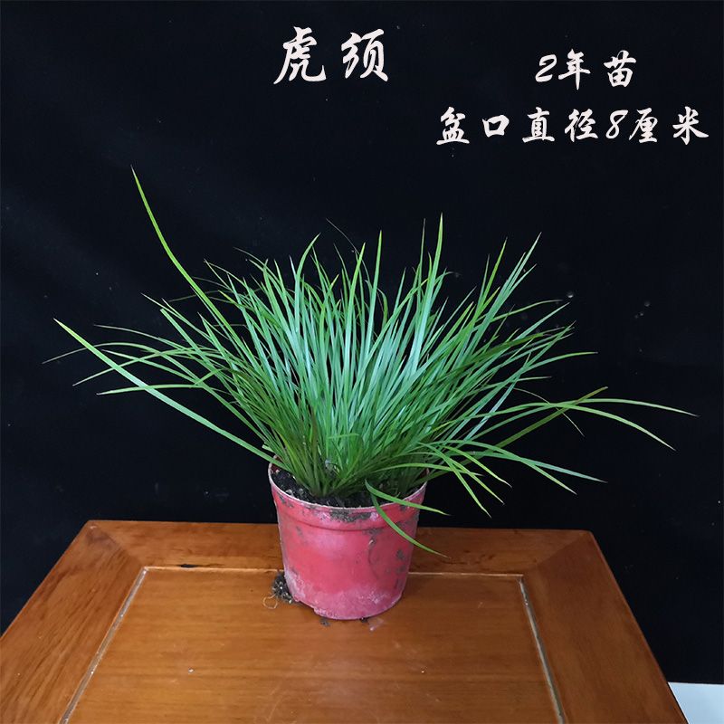 金錢菖蒲苗微型盆景黃金姬虎須菖蒲植物辦公室盆栽四季常青綠植