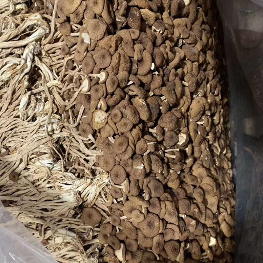 古田县茶树菇干货古田不开伞茶树菇 茶薪菇 冰菇食用菌批发代加工