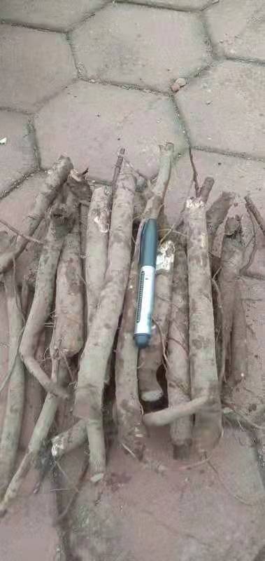 通化县 中药材赤芍