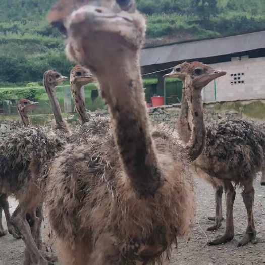 慈利县 鸵鸟苗目前天冷怕养不好的。我基地可以代养到20斤