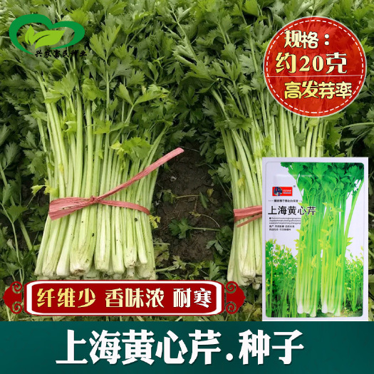小芹菜  上海黄心芹种子 农田菜园可盆栽肉质脆嫩香纤维少实心