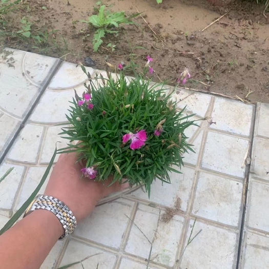 青州市欧石竹 质量Ok