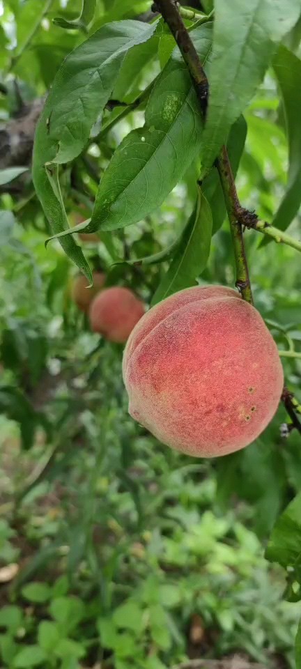 黄金脆2号黄桃，属极早熟黄桃新品种，平均果重180克以上。