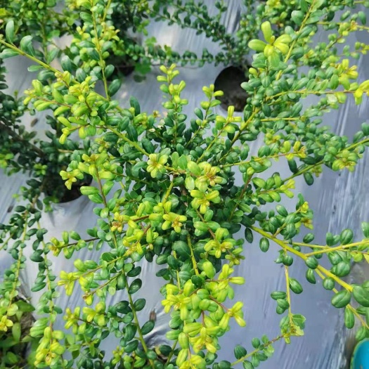 成都龟甲冬青小苗