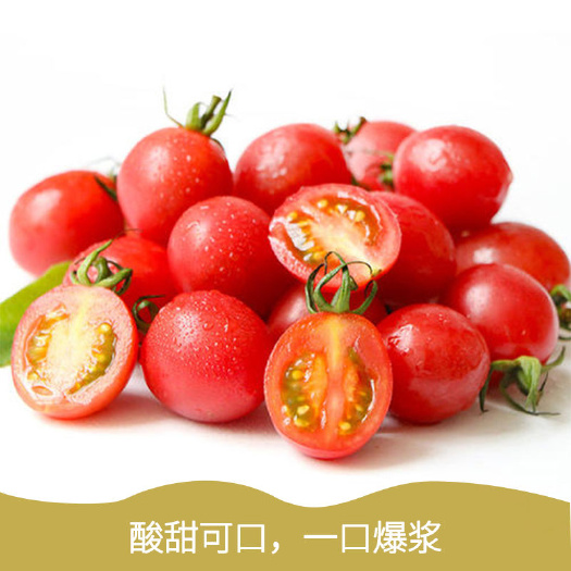 寿光市釜山88圣女果  釜山88玲珑小番茄圣女果