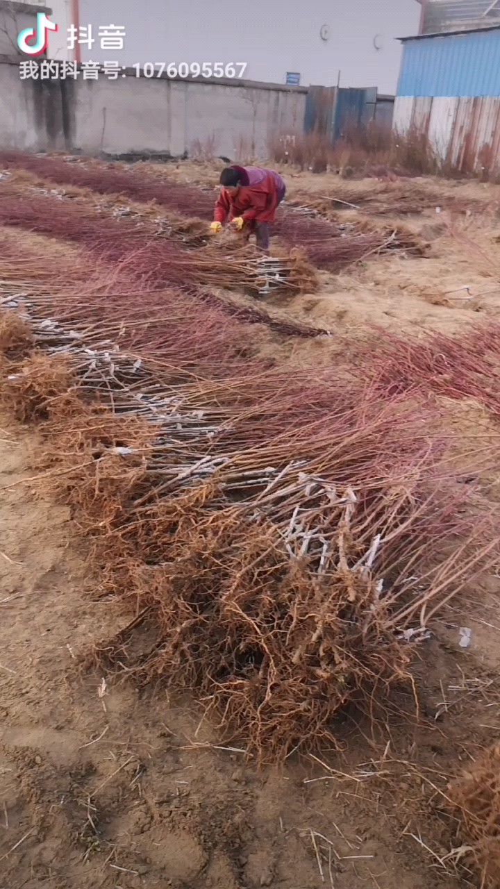 黄金脆2号黄桃，属极早熟黄桃新品种，平均果重180克以上。