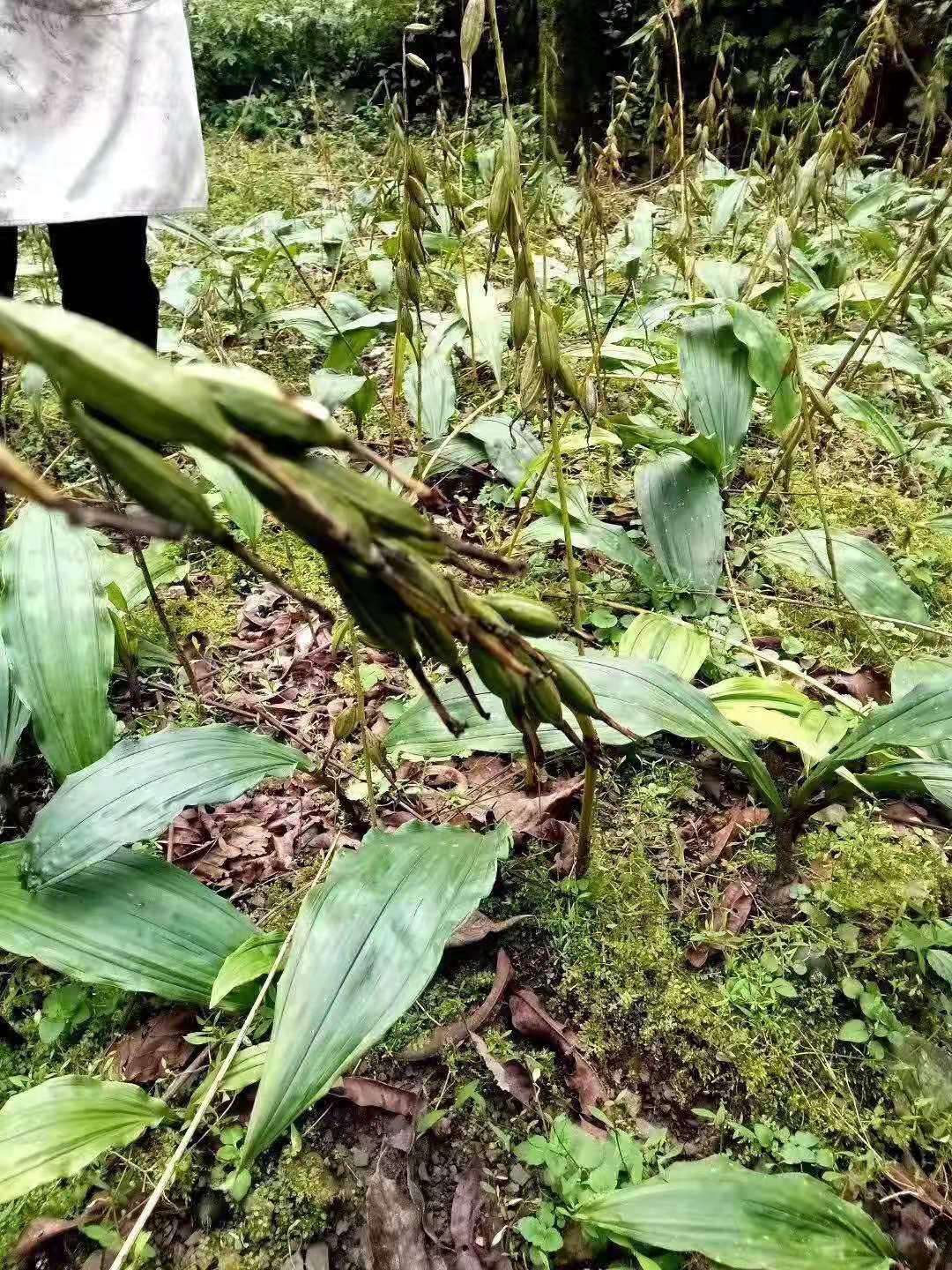 山慈菇种苗 毛慈菇种子山慈菇果荚  冰球子种子小白芨果荚