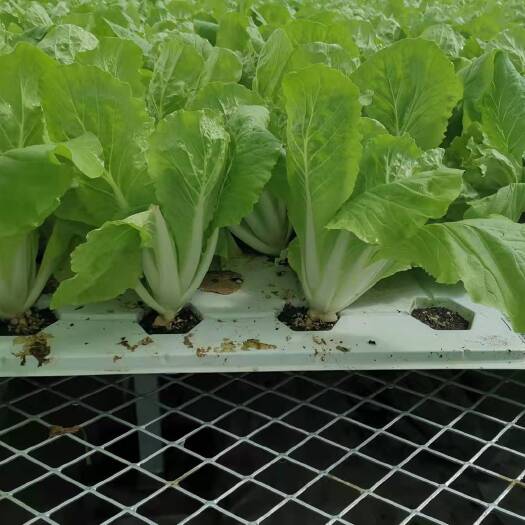 寿光市 活体菜快菜