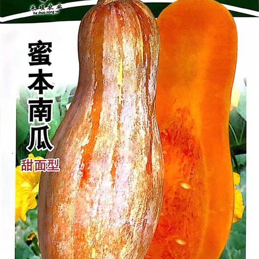 沭阳县 家庭种植瓜果蔬菜种子 蜜本南瓜种子