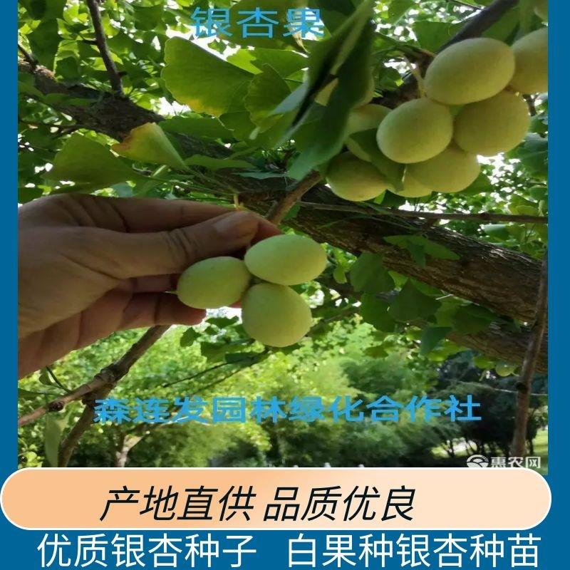 郯城县银杏树种子  供应优质银杏种子、白果种银杏果种苗可食